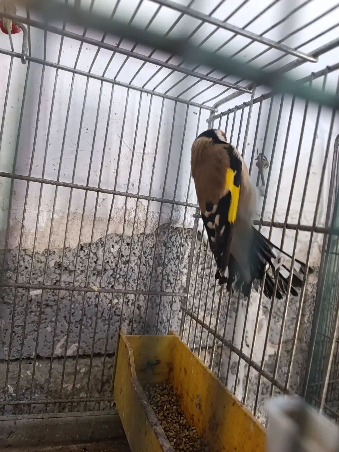 سهره نر|پرنده|ارومیه, |دیوار