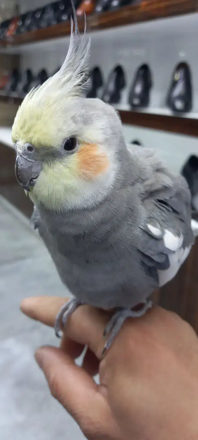 پرنده|پرنده|تهران, پارک شهر|دیوار