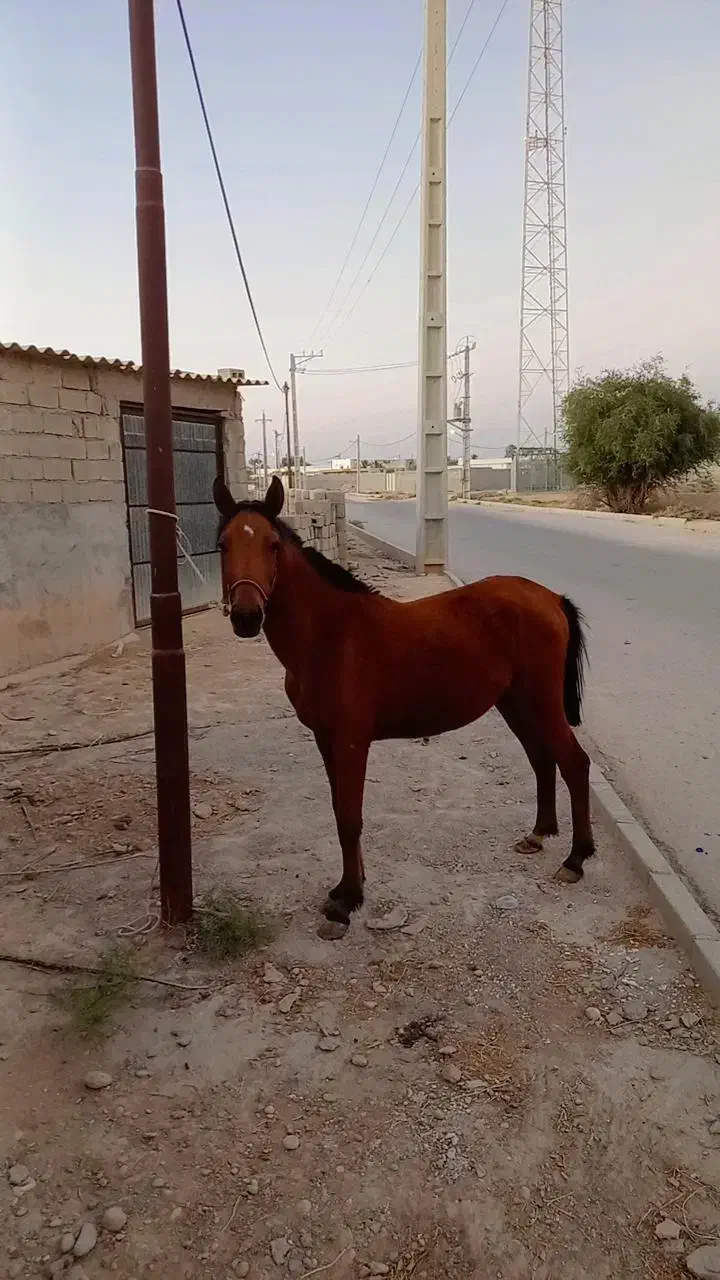 کره اسب مادیون|اسب و تجهیزات اسب‌سواری|بندر گناوه, |دیوار