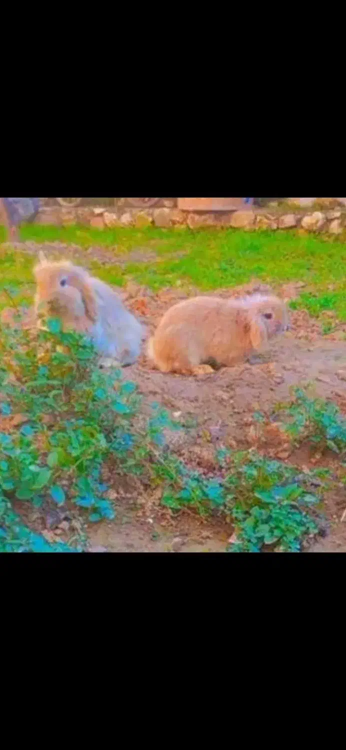 خرگوش لوپ اصلی|موش و خرگوش|مرزیکلا, |دیوار