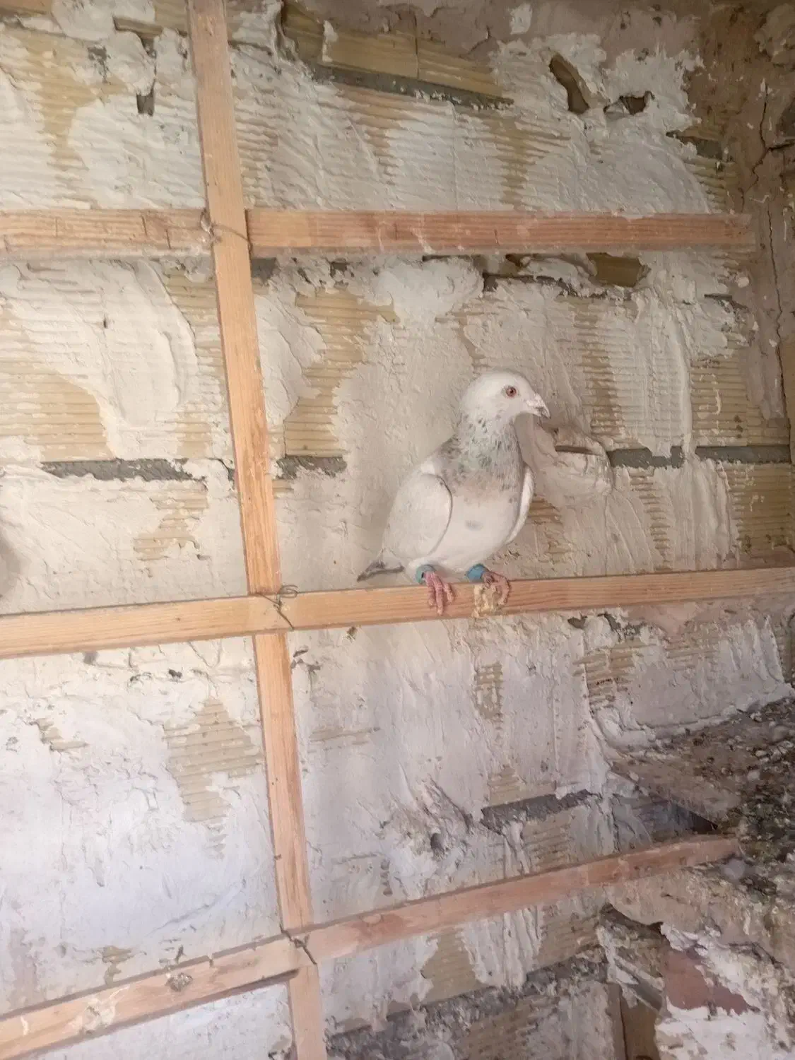 سرورنر|پرنده|چناران, |دیوار