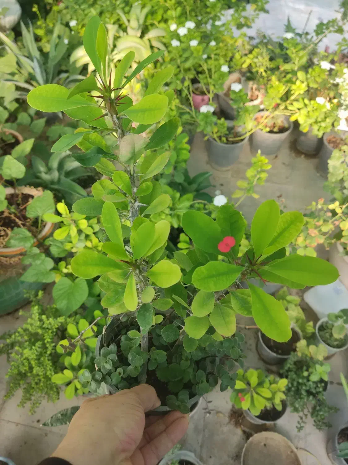 گلدون پریوش زیبا مخصوص باغچه در تمام فصلها گل دارد|گل و گیاه طبیعی|نورآباد ممسنی, |دیوار