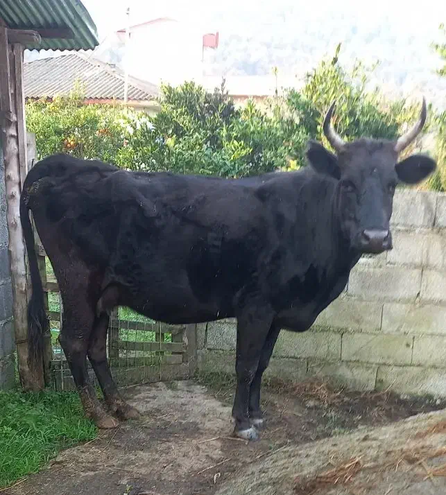 گاو دورگ محلی ۸ماه آبستن گوساله لیشه ورزا|حیوانات مزرعه|تالش, هشتپر|دیوار