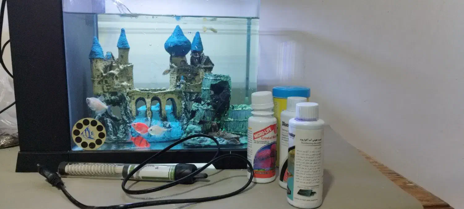 آکواریوم (دلسا)|ماهی|قدس, شهر‌قدس|دیوار