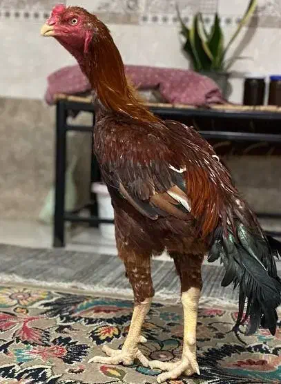 لاری|حیوانات مزرعه|گرگان, |دیوار