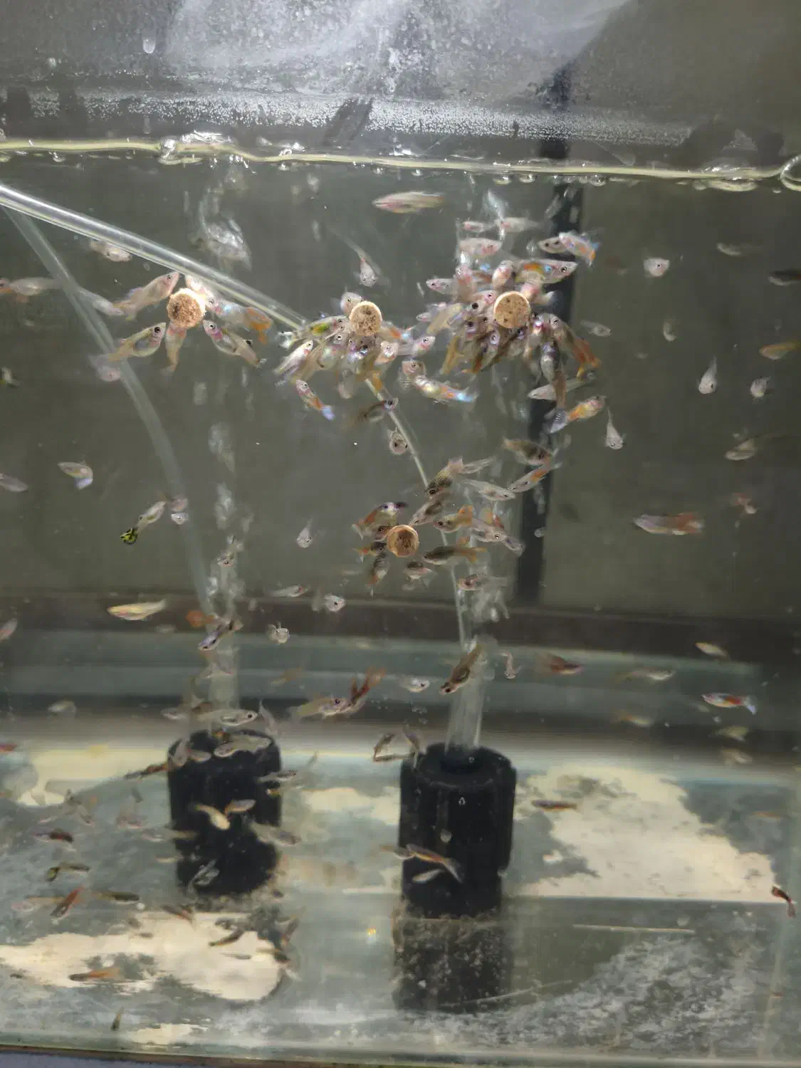 ماهی گوپی خوشگل|ماهی|قم, شهرک سازمان آب|دیوار