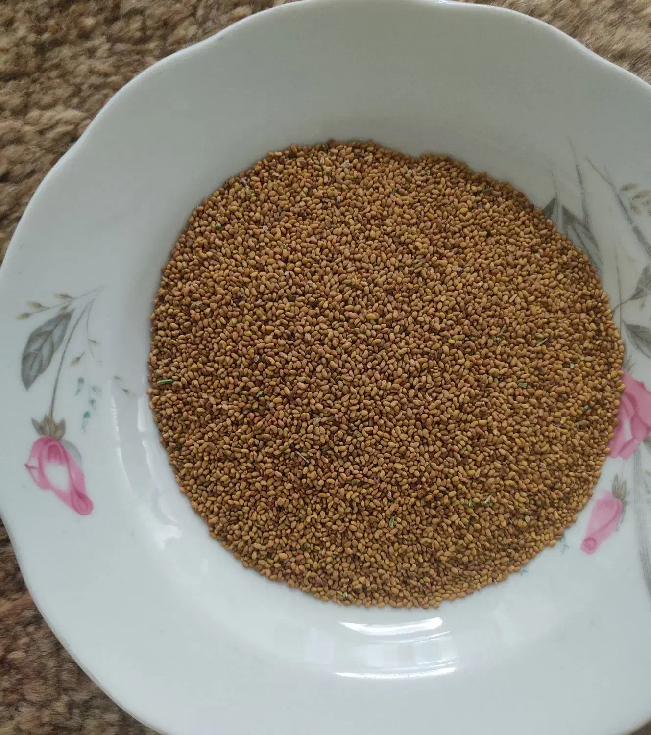 بذر یونجه|خدمات باغبانی و درختکاری|شیراز, نصر|دیوار