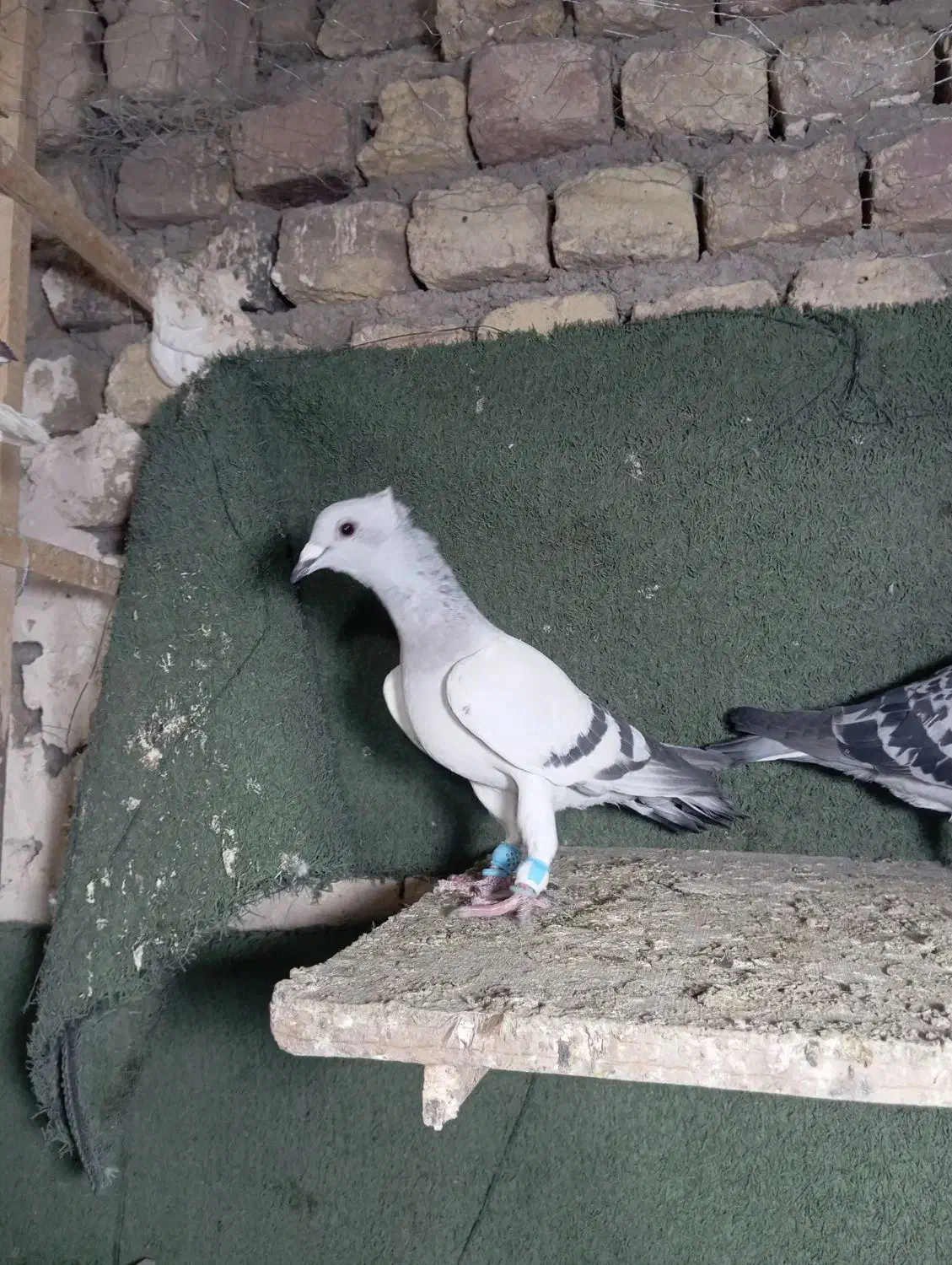 شامی کاکلی|پرنده|محمدیه-قزوین, |دیوار