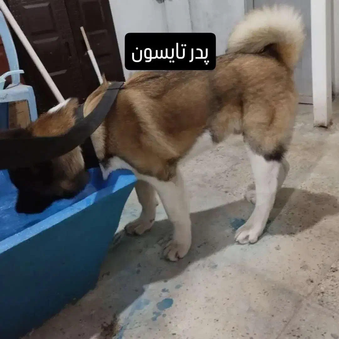 فروش سگ|سگ|لاهیجان, طالقانی|دیوار