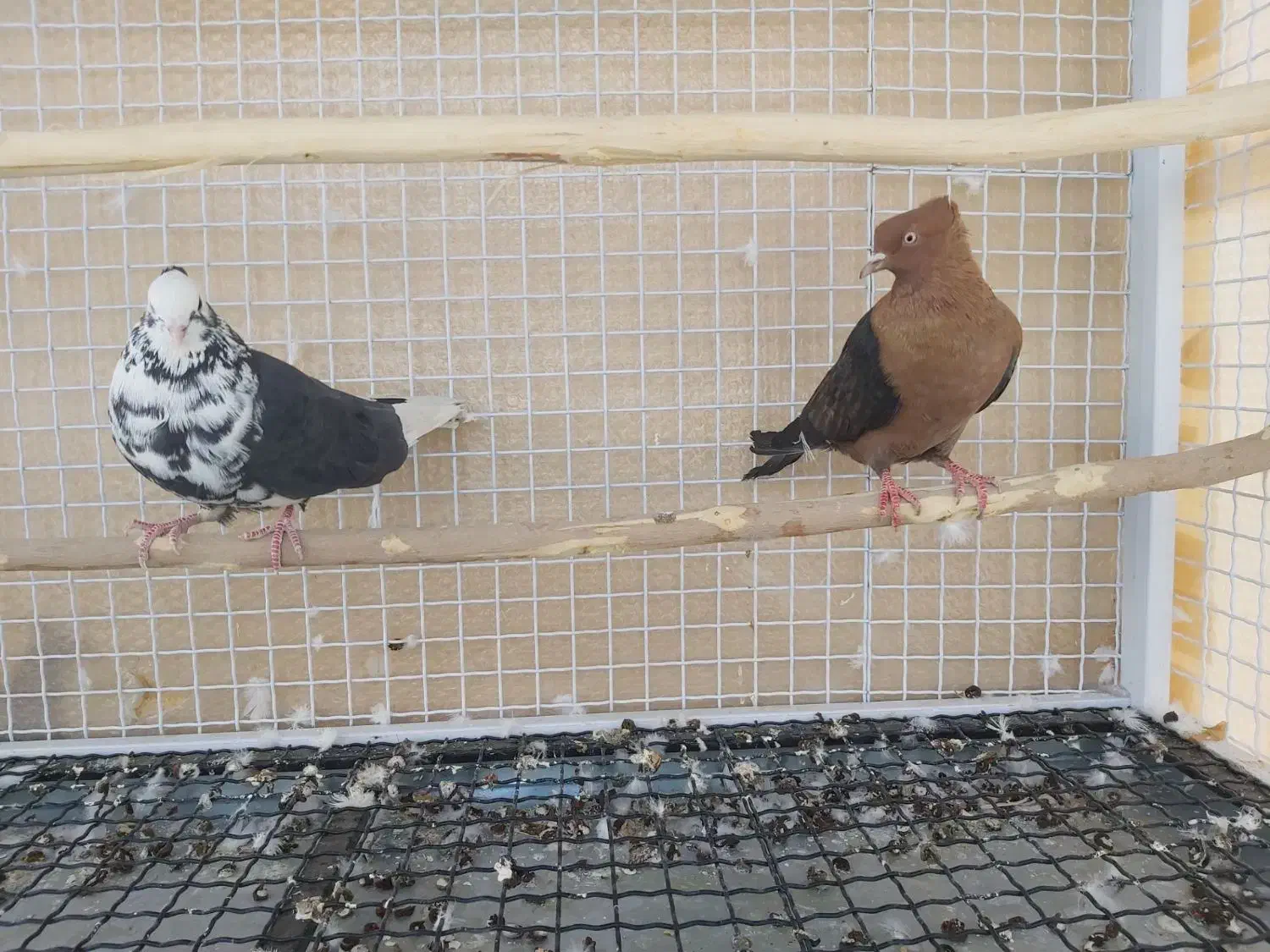 دوتا کفتر کاکلی غریب گیری|پرنده|هشتگرد, فاز ۷ مهستان|دیوار