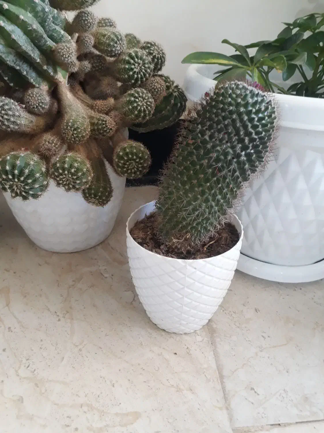 کاکتوس|گل و گیاه طبیعی|ایوان, |دیوار