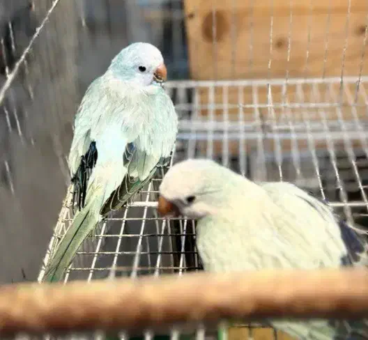 جفت راهب و گرینچیک مشکدار|پرنده|رشت, منظریه|دیوار