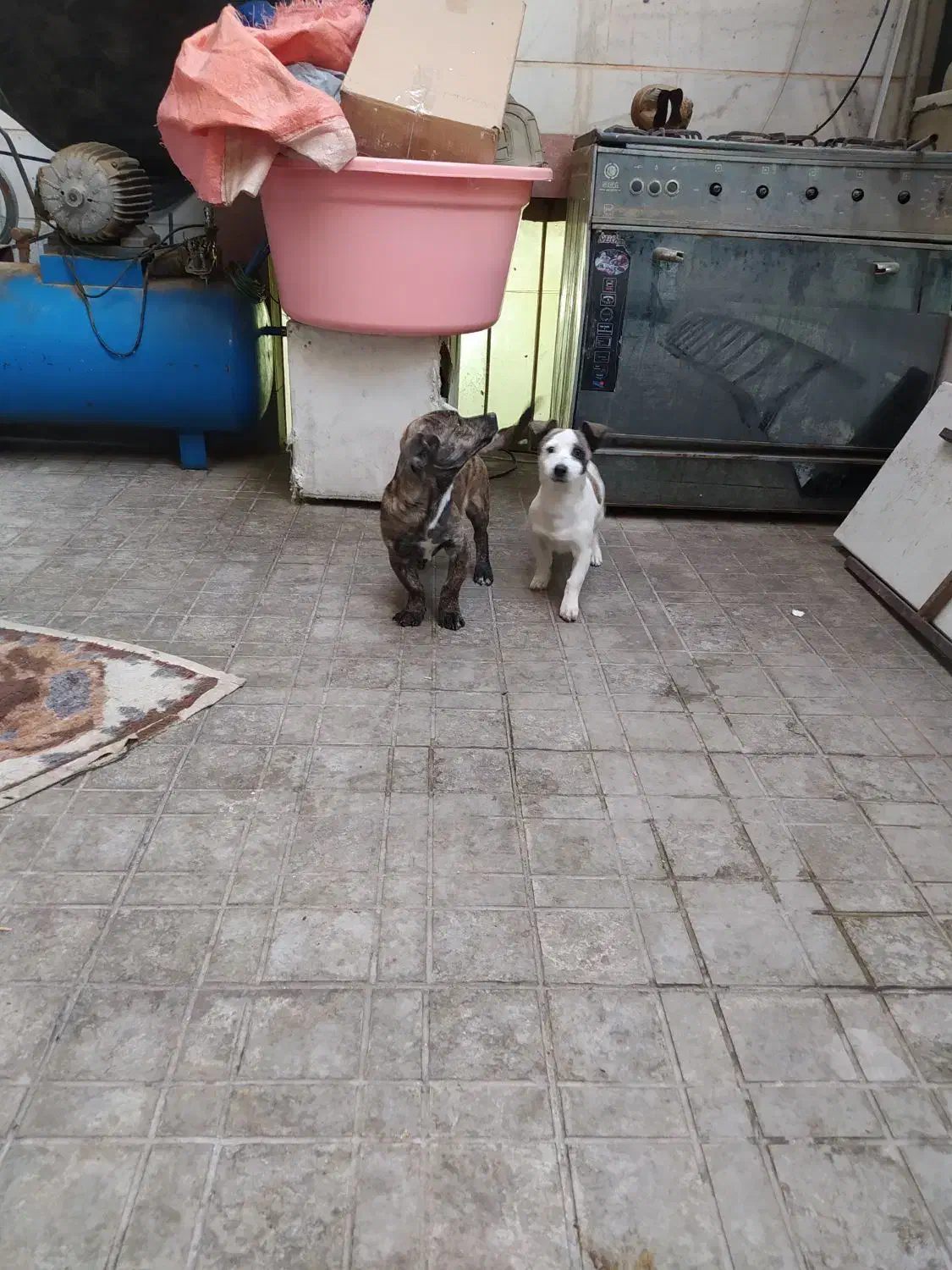 واگذاری دو توله سگ|سگ|محمدشهر, محمدشهر|دیوار