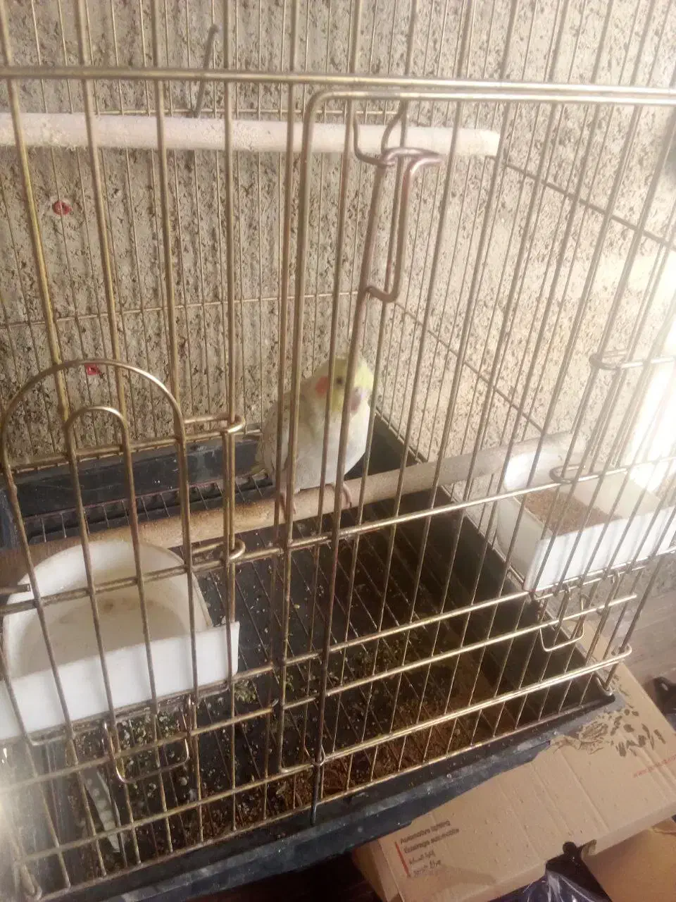 عروس هلندی|پرنده|بومهن, |دیوار