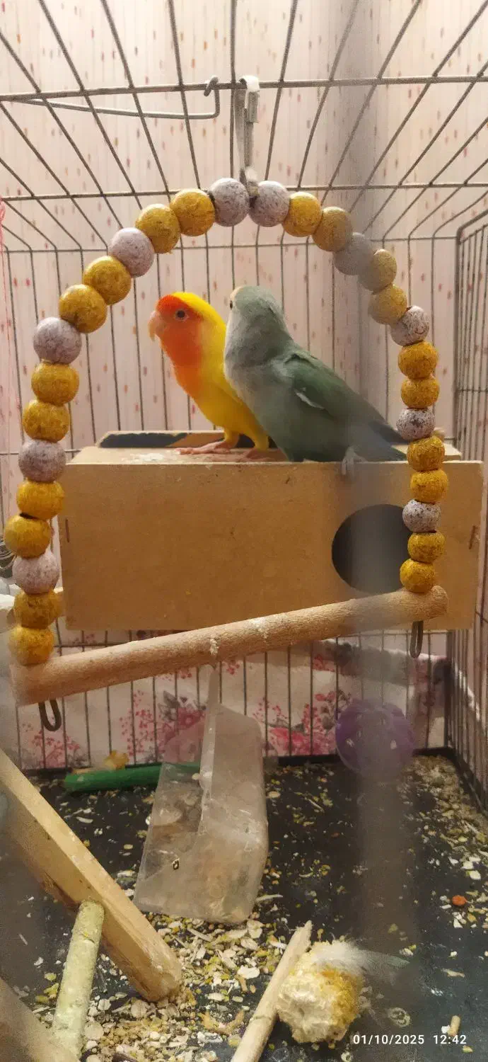 طوطی برزیلی نر و ماده|پرنده|اصفهان, سپاهانشهر|دیوار