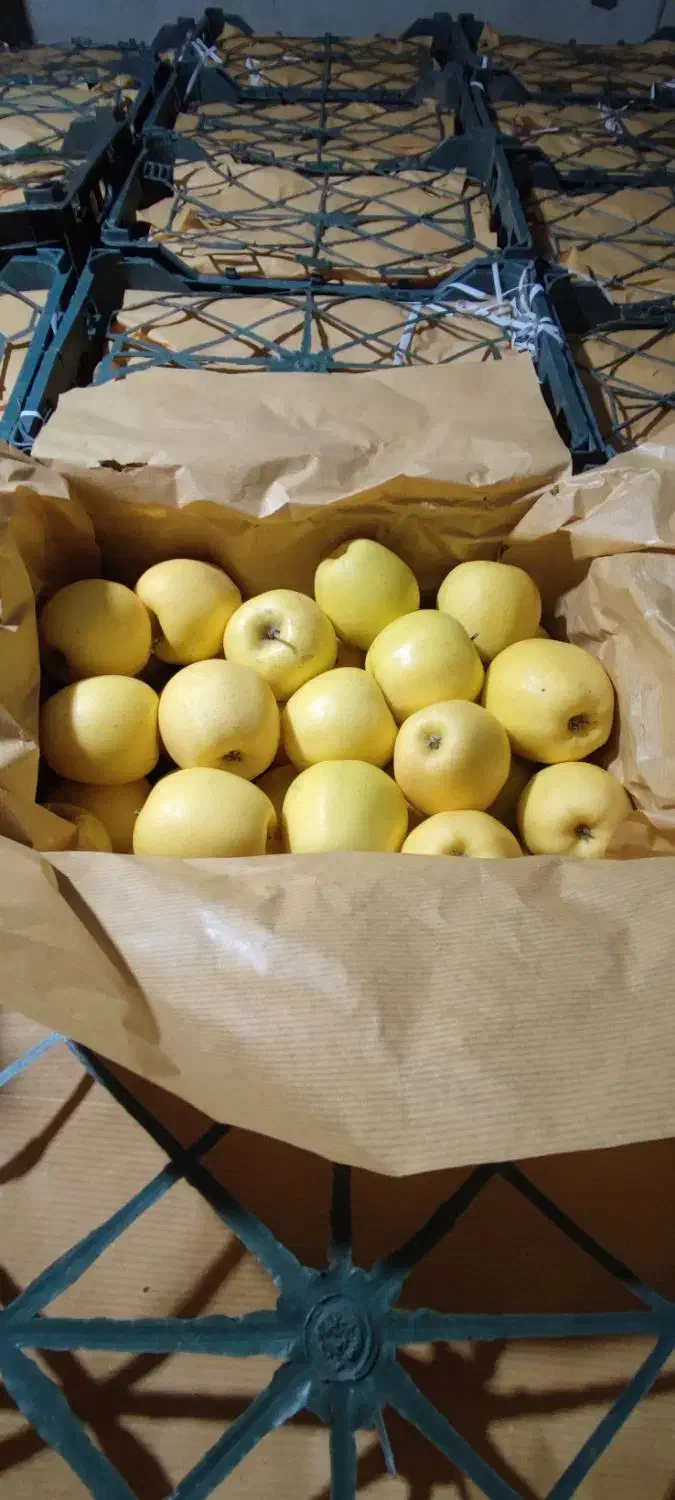 سیب سفید|خوردنی و آشامیدنی|مرند, |دیوار