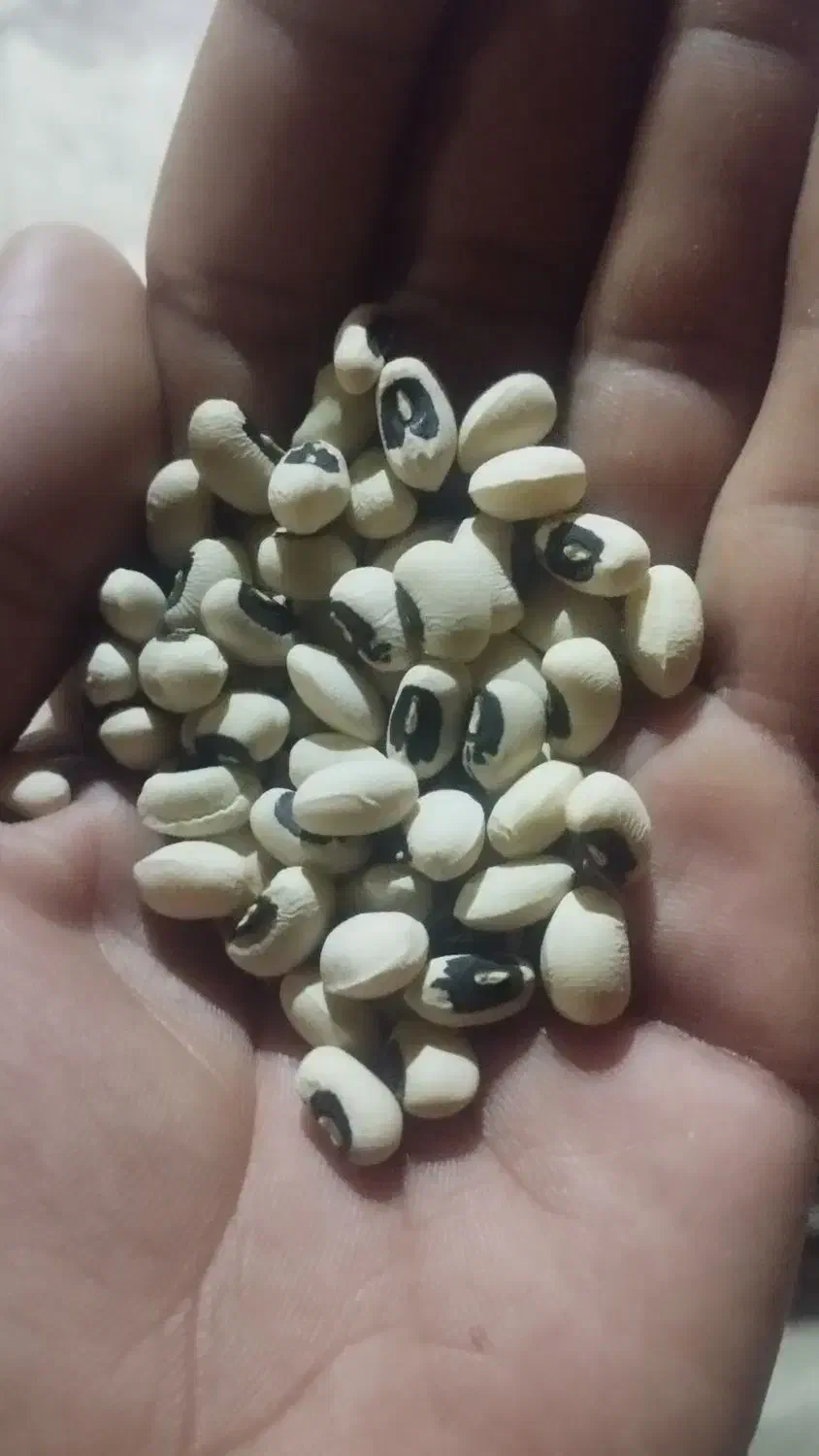 لوبیافروشی|خوردنی و آشامیدنی|شوش, |دیوار