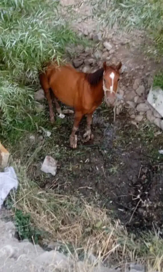 اسب|اسب و تجهیزات اسبسواری|پردیس, شهرک صنعتی کمرد|دیوار