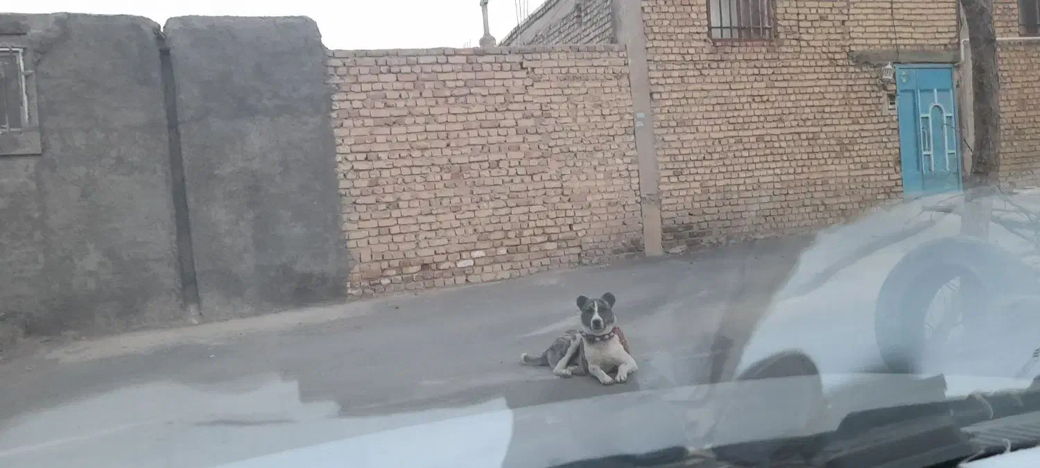 فروش سگ نگهبان|سگ|پیر بکران, |دیوار