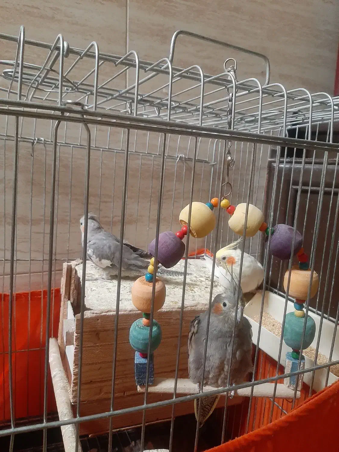 پرنده عروس هلندی|پرنده|تهران, سبلان (لشگر)|دیوار