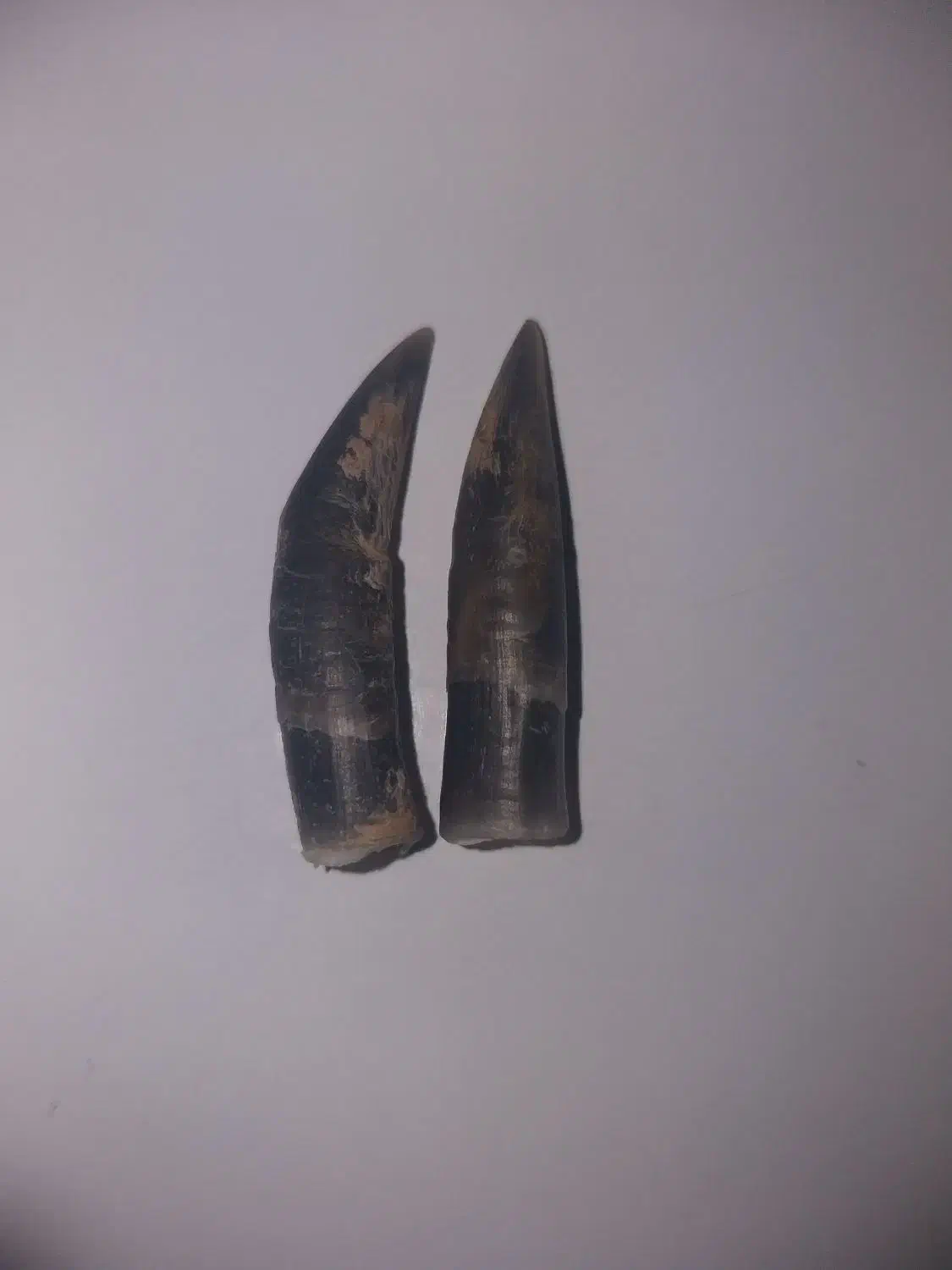 خارک یا مامیز|حیوانات مزرعه|باروق, |دیوار