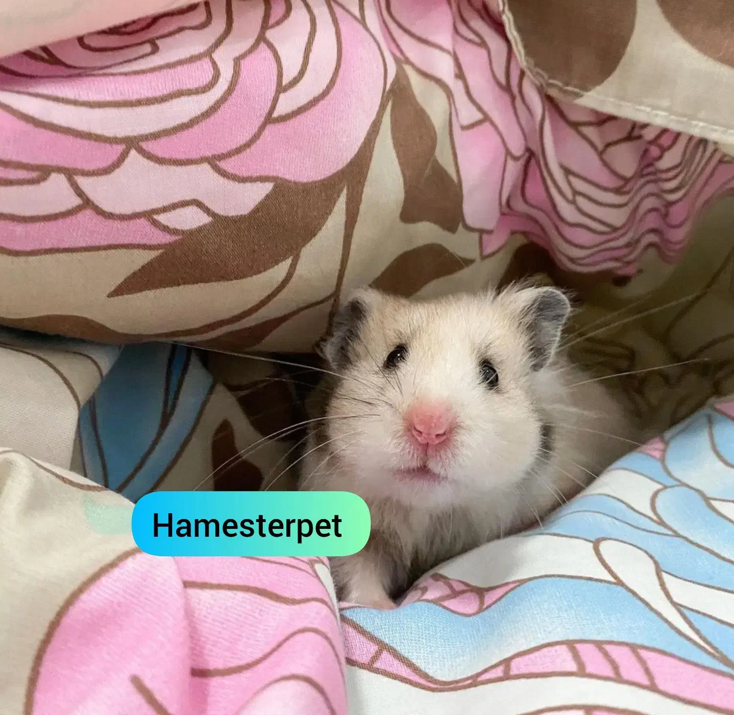 همستر تربیت شده گوگولی با لوازم|موش و خرگوش|تهران, جوادیه|دیوار