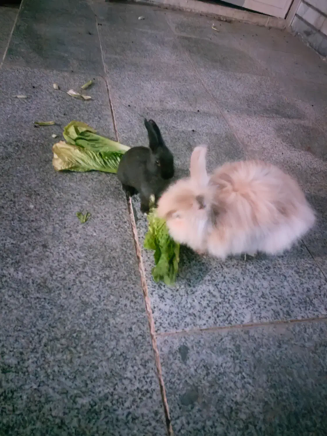 واگذاری رایگان خرگوش|موش و خرگوش|ایذه, |دیوار