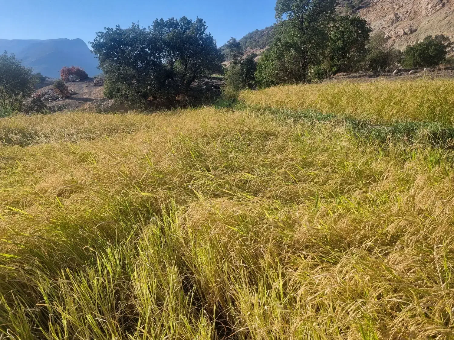 برنج چمپا لوداب سایه خشک|خوردنی و آشامیدنی|یاسوج, |دیوار