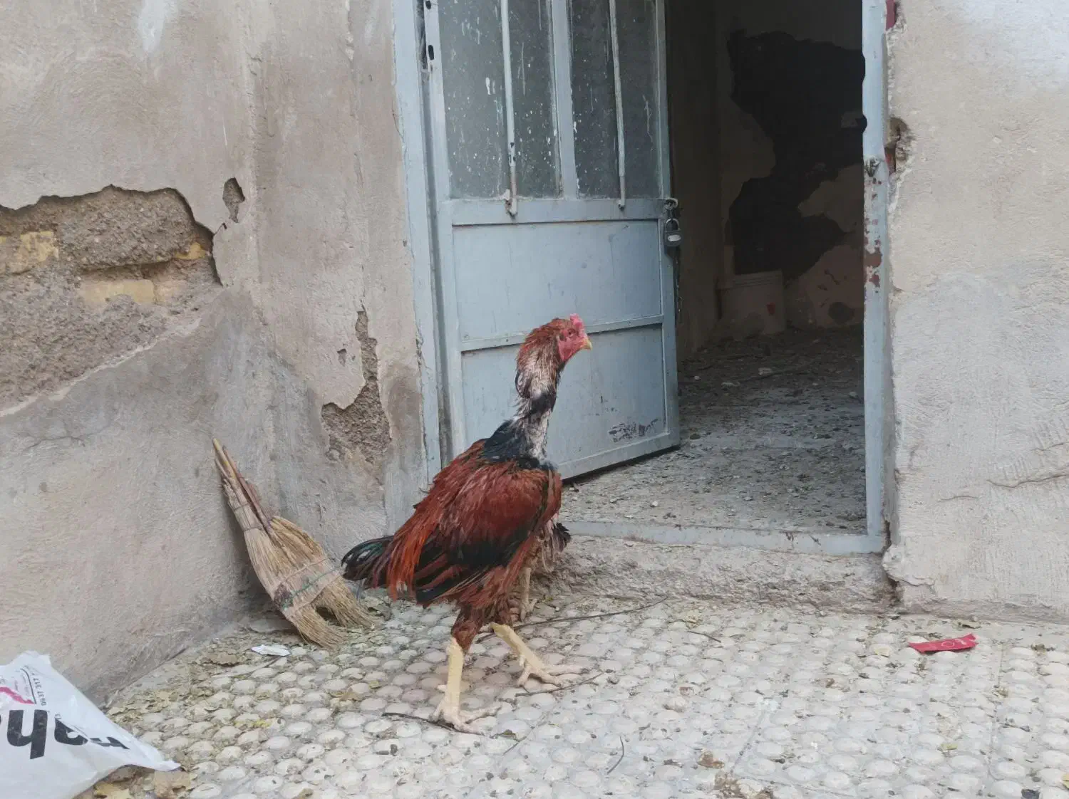 مرغ و خروس لاری|حیوانات مزرعه|بومهن, |دیوار