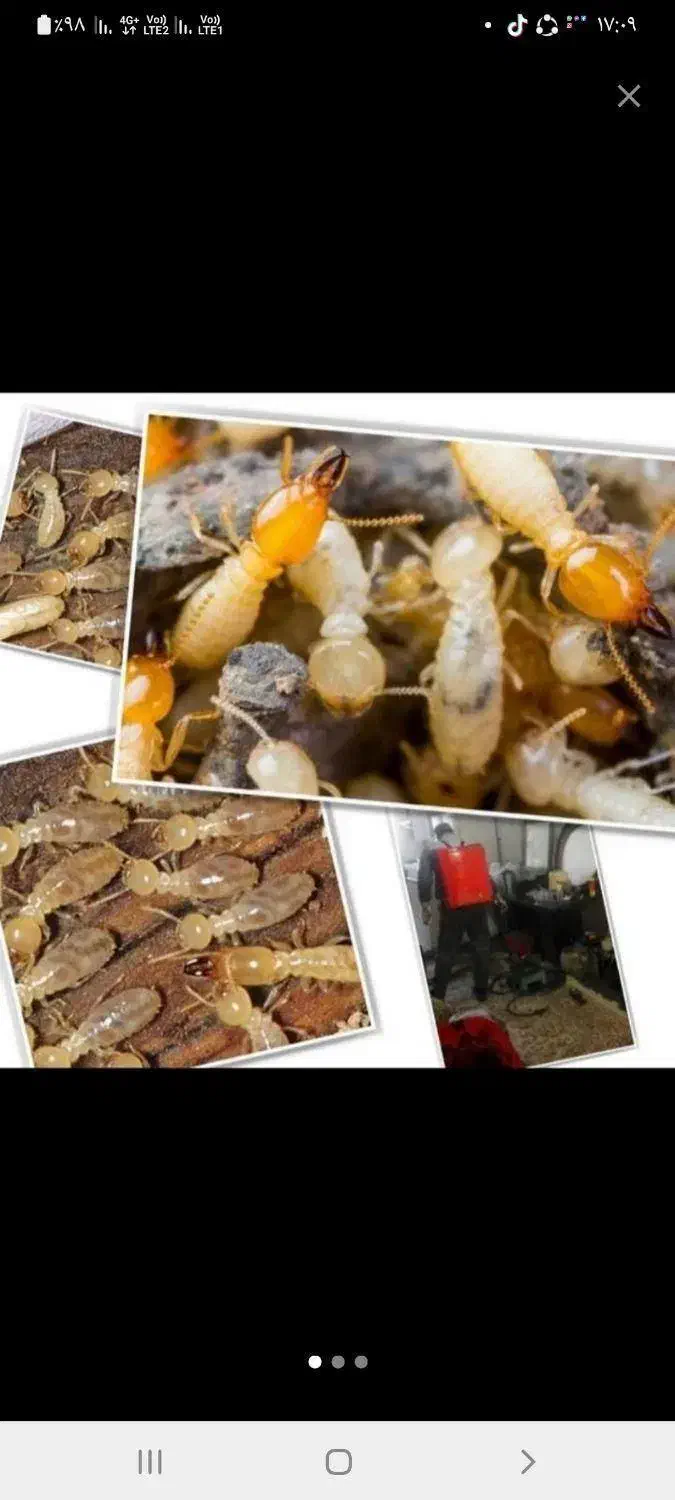 سمپاشی تضمینی سوسک ساس موریانه سم پاشی منازل|خدمات نظافت|نجف‌آباد, |دیوار