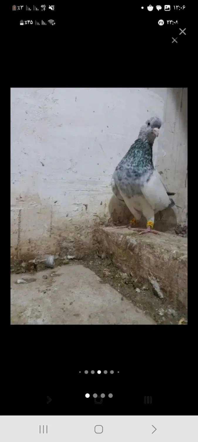 کله ماده|پرنده|مشهد, باغستان|دیوار