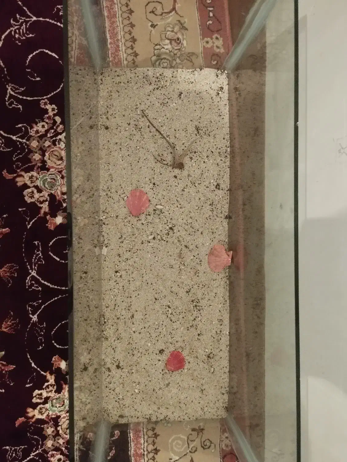 آکواریوم ماهی|ماهی|میاندوآب, |دیوار