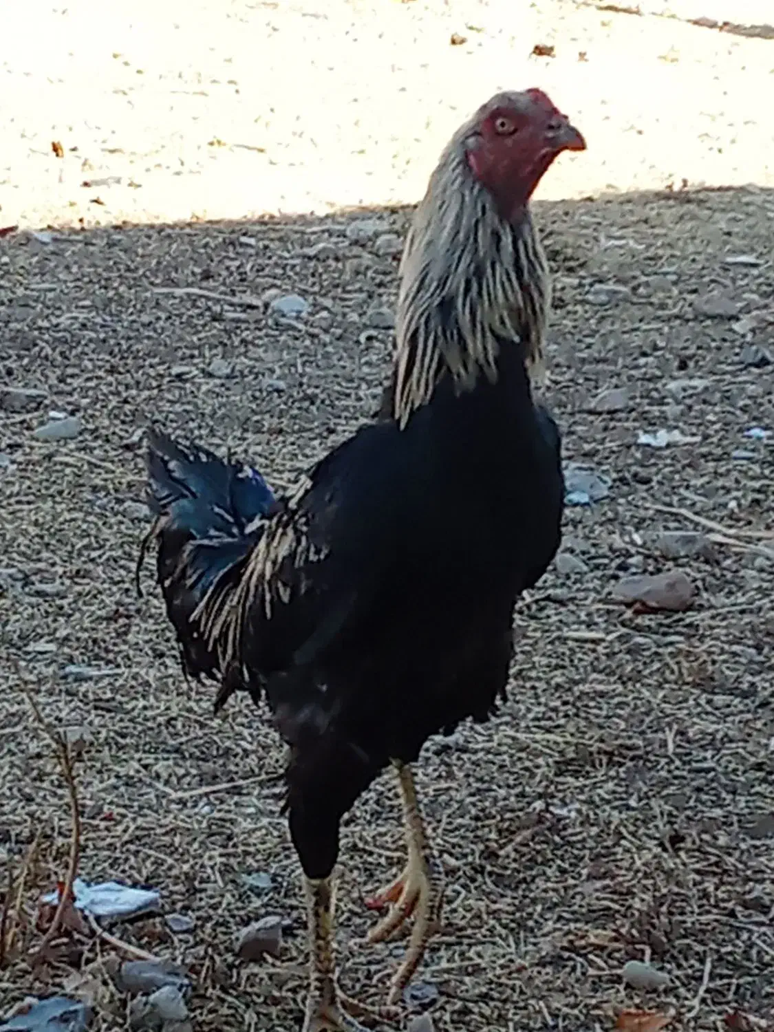 خروس لاری صابونی|حیوانات مزرعه|خرمدره, |دیوار