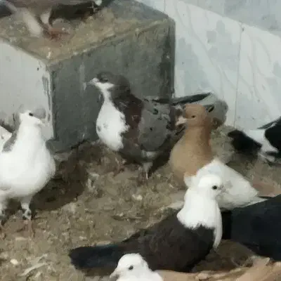 زینتی|حیوانات|مشهد, کارمندان دوم|دیوار