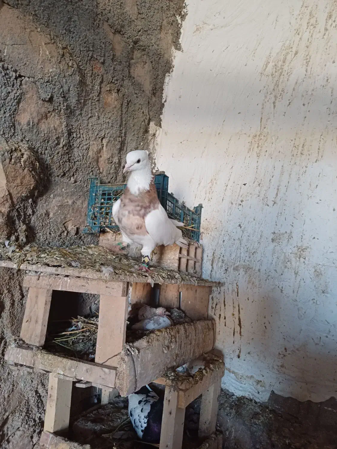 کبوتر|پرنده|بجنورد, |دیوار