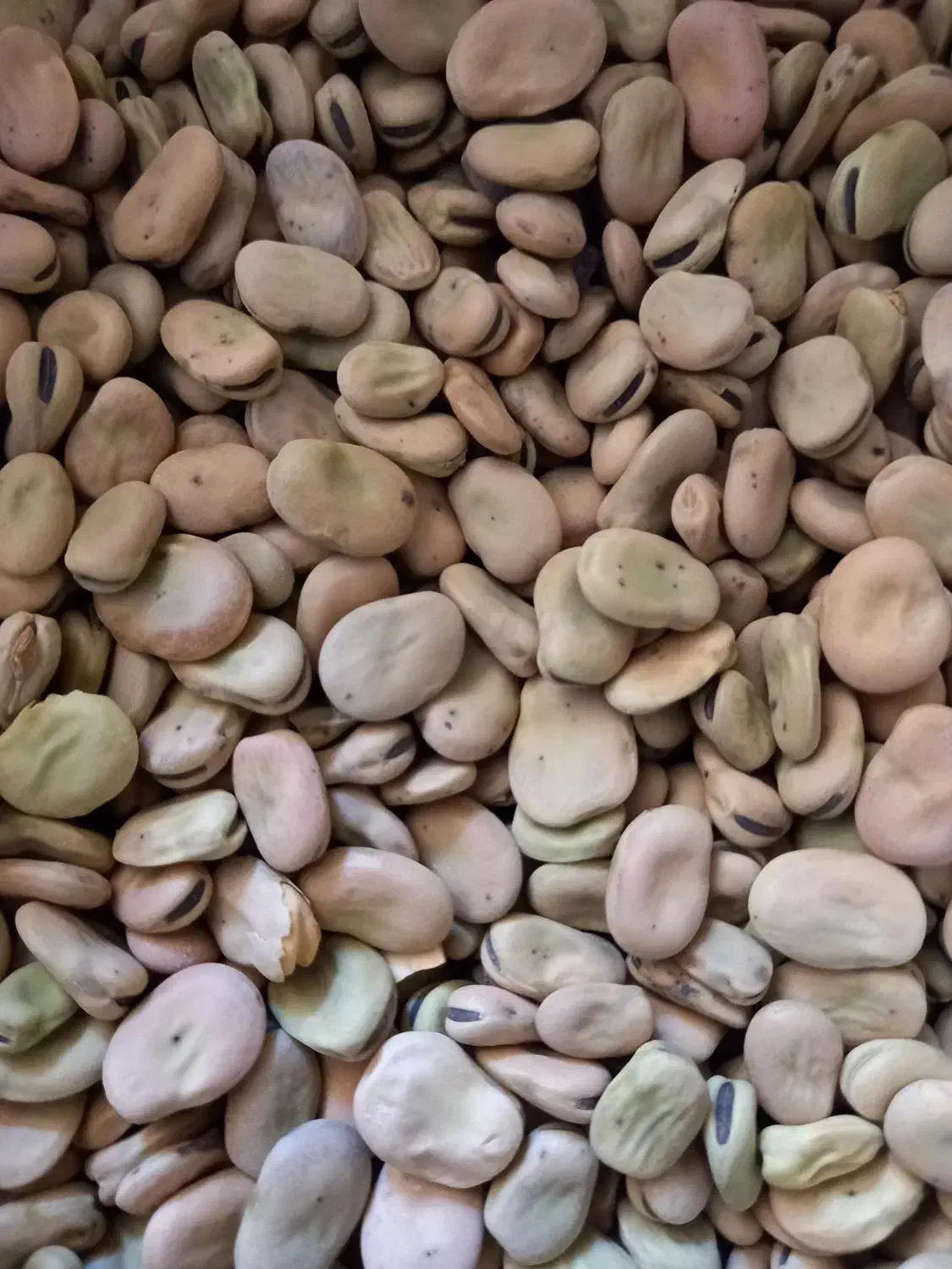 باقلا شاخ بزی|عمدهفروشی|خرمآباد, |دیوار