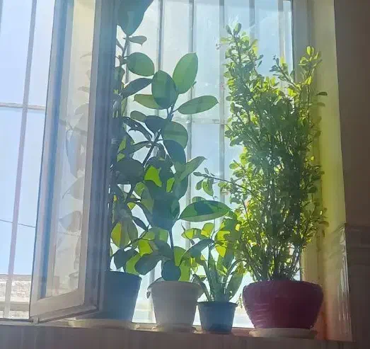 تعدادی گل وساعت ونخل|گل و گیاه طبیعی|سرپل ذهاب, |دیوار