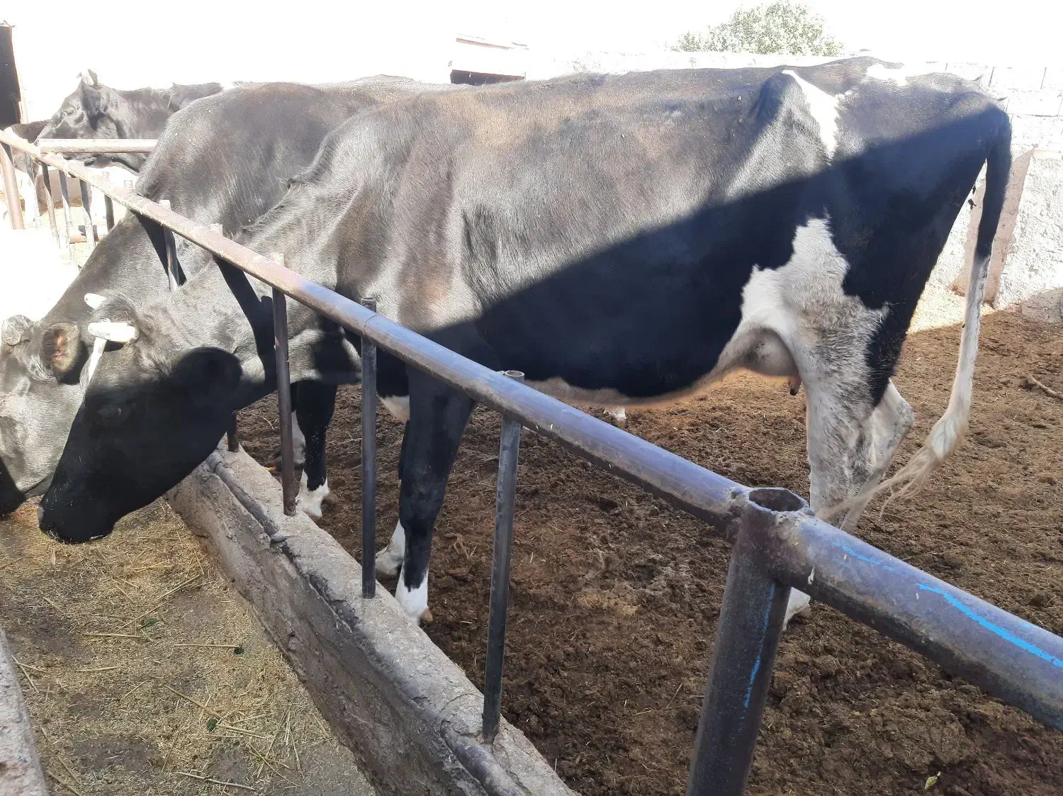 گاو شیری به همراه گوساله|حیوانات مزرعه|زاویه, |دیوار