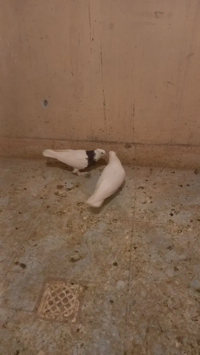 کبوتر‌طوقی‌با‌دوعدد‌جوجه|پرنده|بابا حیدر, |دیوار