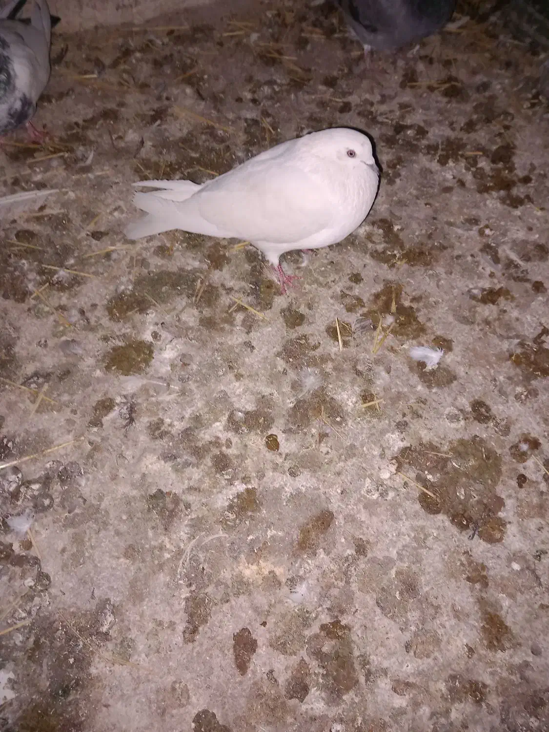 کبوتر سفید|پرنده|کبودرآهنگ, |دیوار