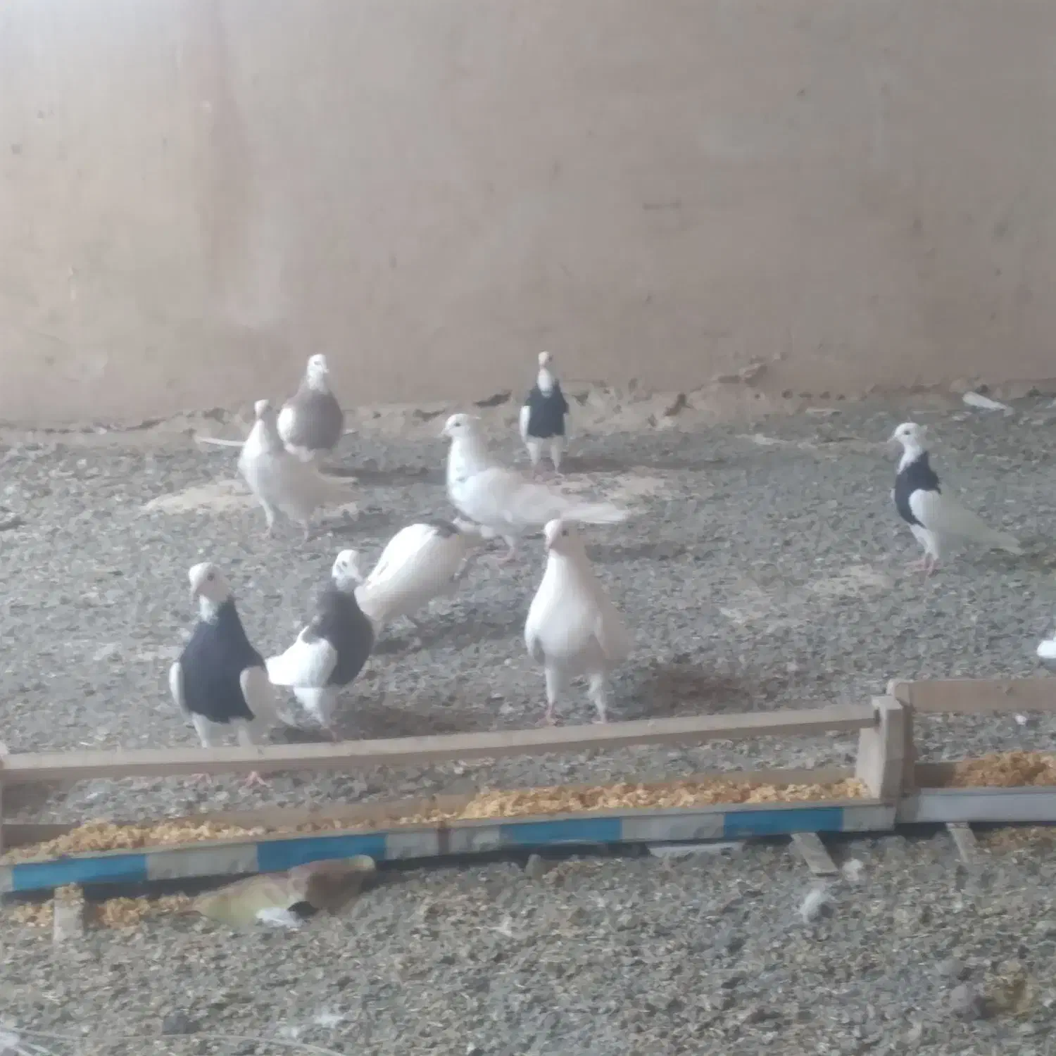 طوقی|پرنده|دهگلان, |دیوار