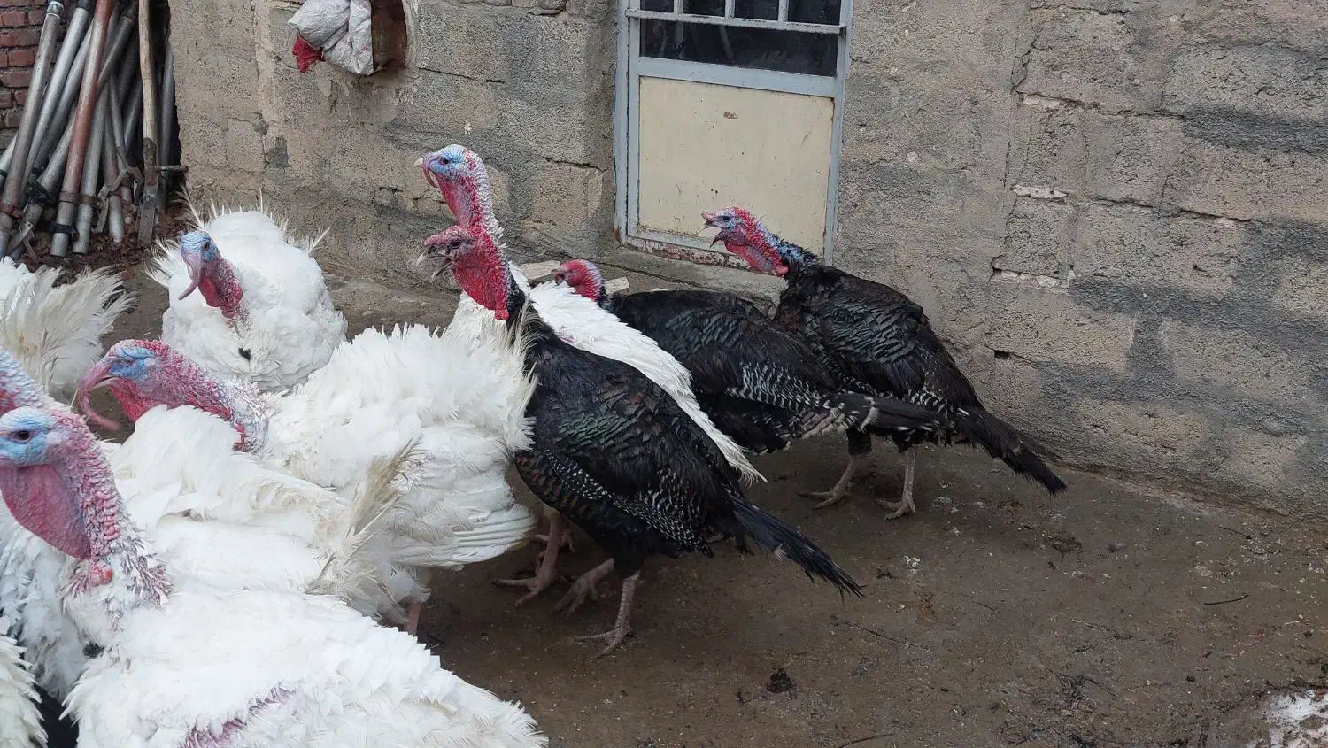 بوقلمون بیوتی محلی وخرت دوسال|حیوانات مزرعه|سقز, |دیوار