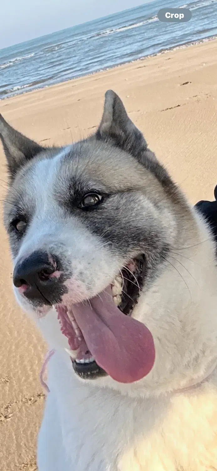 واگذاری سگ|سگ|شیراز, فرگاز|دیوار