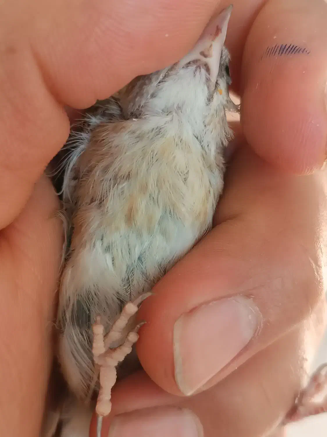 سهره جوجه چونه سفید|پرنده|محمدشهر, شهرک پیام (مهرالبرز)|دیوار