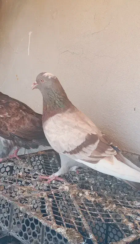 کفتر پرشی|پرنده|بندرعباس, |دیوار