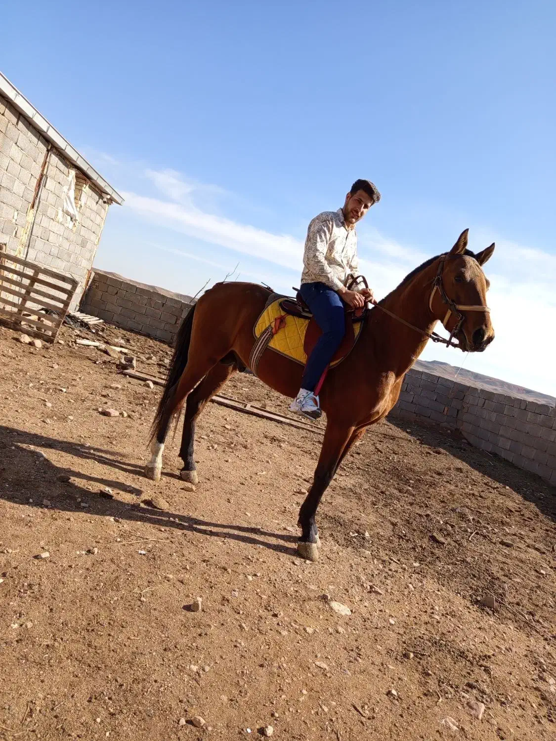 اسب نریون  سه ساله ترکمن|اسب و تجهیزات اسب‌سواری|ملک‌آباد, |دیوار