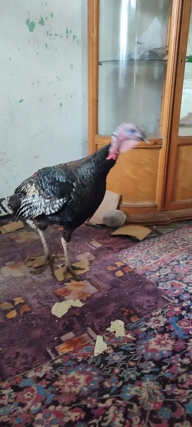 بوغلمون محلی و ماشینی زیر قیمت|حیوانات مزرعه|آستانه اشرفیه, |دیوار