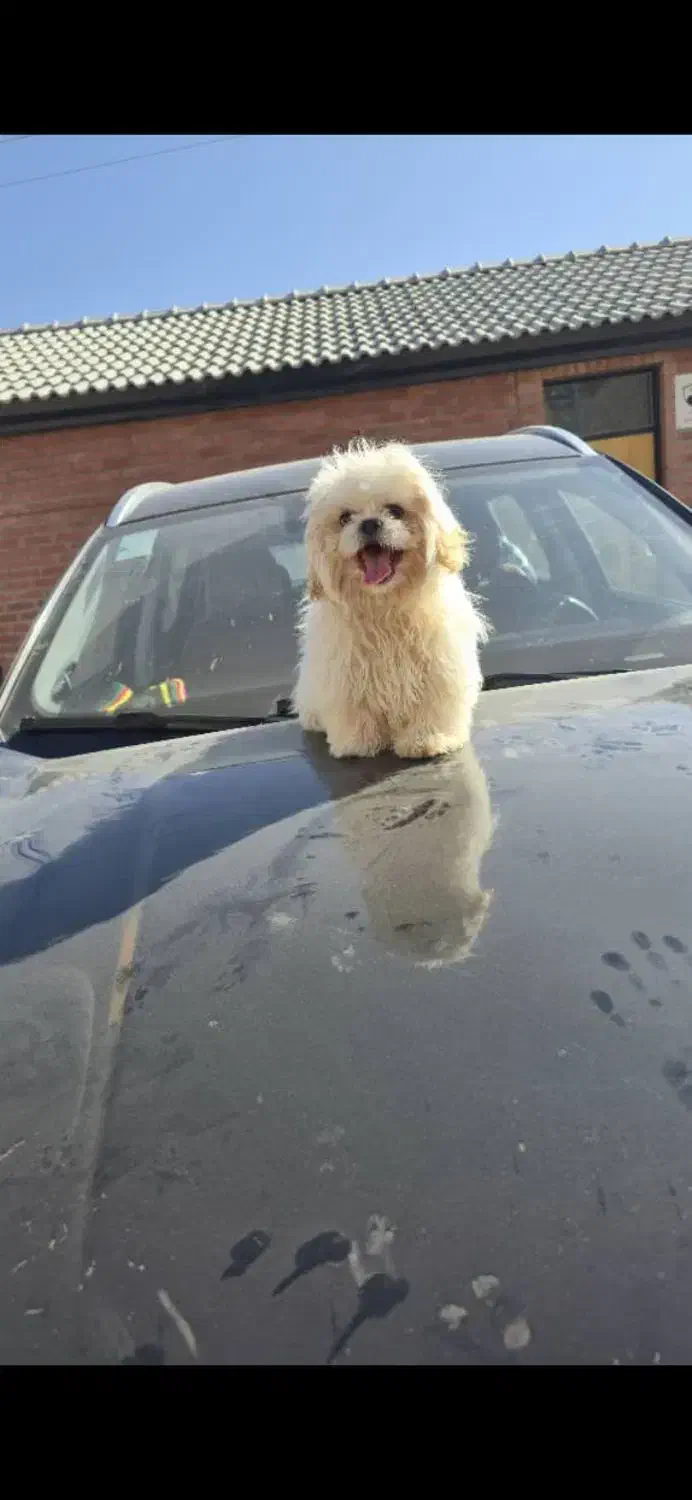 توله خانگی|سگ|سلفچگان, |دیوار