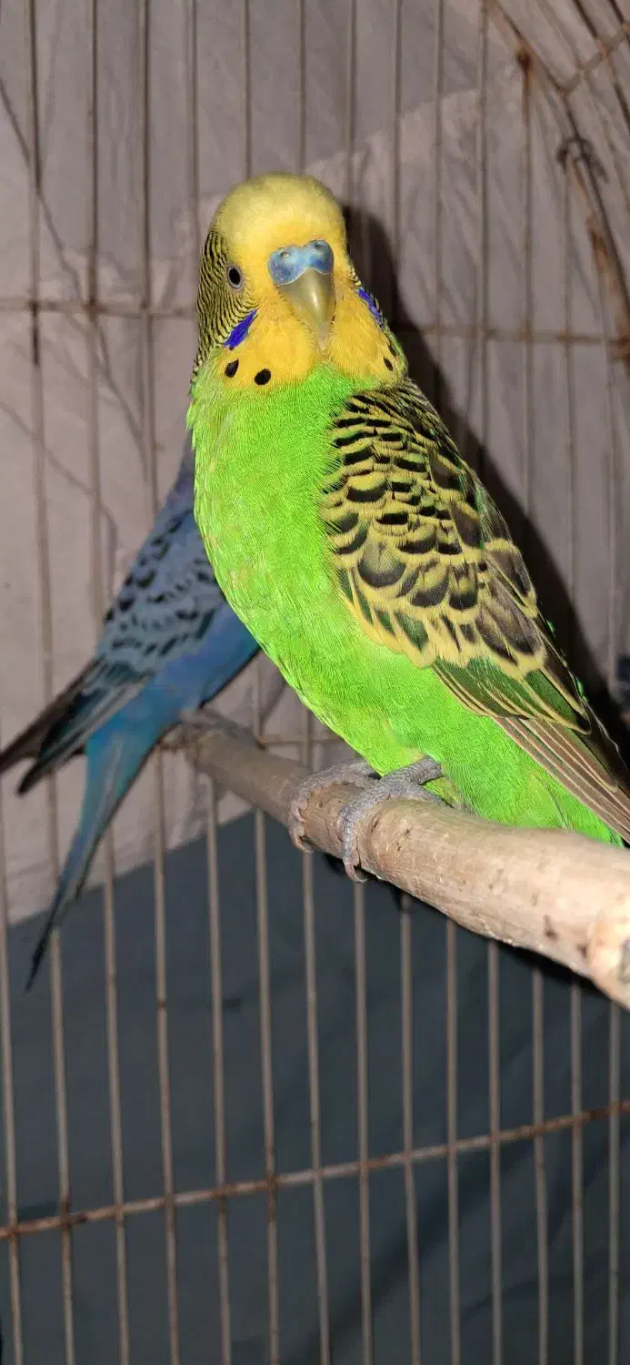 مرغ عشق|پرنده|بندر ماهشهر, |دیوار