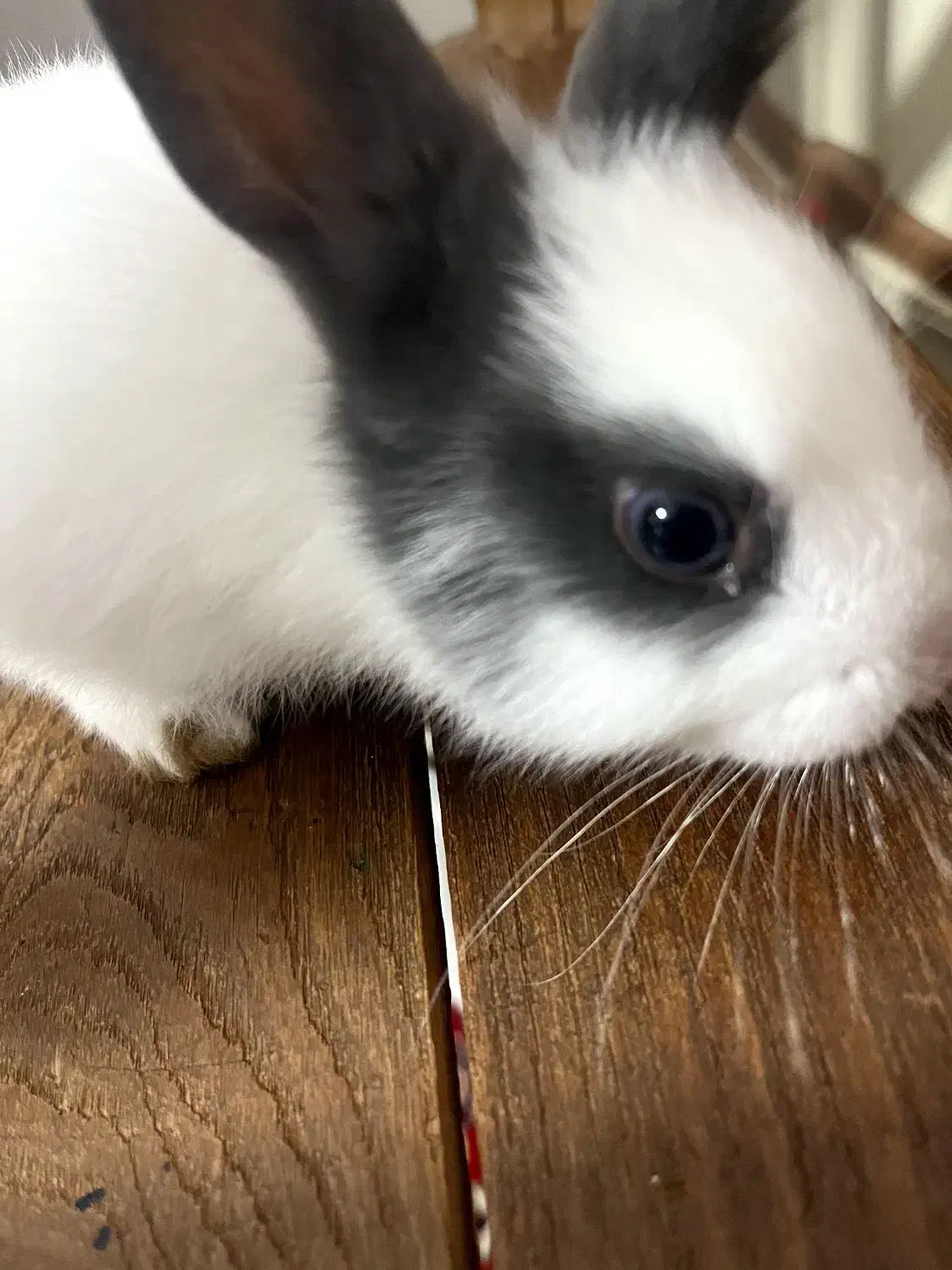 خرگوش کوچولو|موش و خرگوش|علیآباد کتول, |دیوار